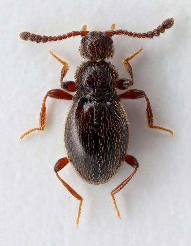 Réf. 350 442 : Euconnus carinthiacus